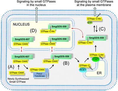 SmgGDS: An Emerging Master Regulator of Prenylation and Trafficking by Small GTPases in the Ras and Rho Families